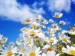 'Primavera - Margaridas' papel de parede, imagem gr�tis