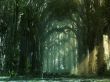 'Floresta 3d' papel de parede, imagem gr�tis