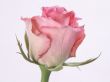'Rosa' papel de parede, imagem gr�tis