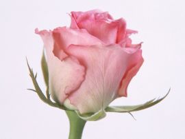 Papel de parede 'Rosa'