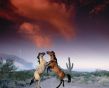 'Cavalos' papel de parede, imagem gr�tis