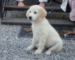 'Cachorro Branco' papel de parede, imagem gr�tis