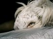 '�guia' papel de parede, imagem gr�tis