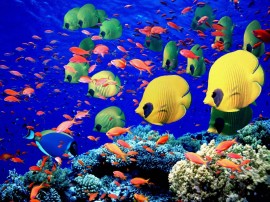 Papel de parede Vários Peixes do Mar do Egito