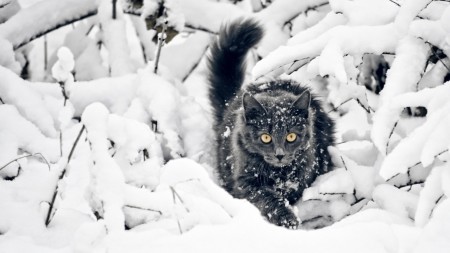 Papel de parede Gato Preto na Neve para download gratuito. Use no computador pc, mac, macbook, celular, smartphone, iPhone, onde quiser!