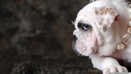 Papel de parede Cachorro com Pérolas para download gratuito. Use no computador pc, mac, macbook, celular, smartphone, iPhone, onde quiser!