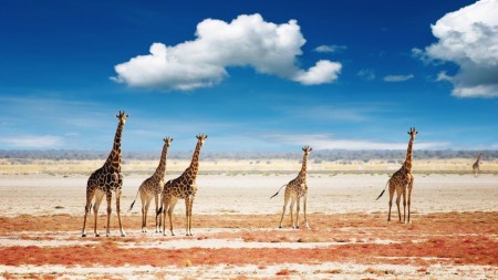 Papel de parede Girafas na Savana para download gratuito. Use no computador pc, mac, macbook, celular, smartphone, iPhone, onde quiser!