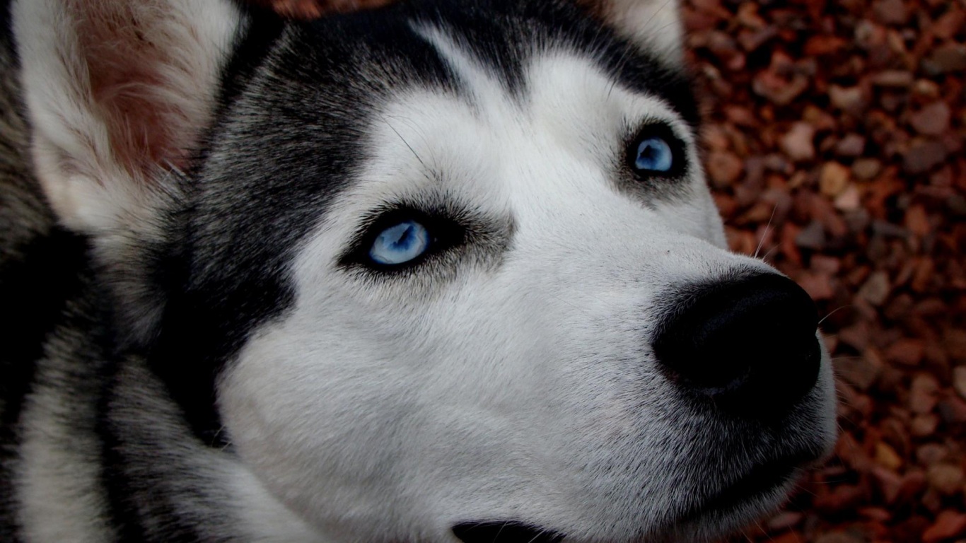 Top 15 Papéis De Parede Husky Siberiano Papel De Parede