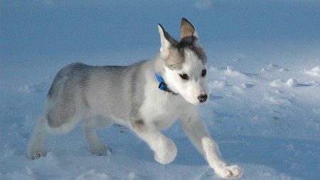 Papel de parede Filhote de Husky para download gratuito. Use no computador pc, mac, macbook, celular, smartphone, iPhone, onde quiser!