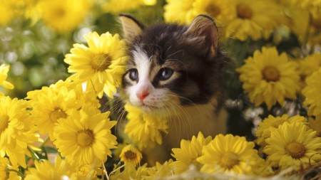 Papel de parede Gatinho nas Flores para download gratuito. Use no computador pc, mac, macbook, celular, smartphone, iPhone, onde quiser!