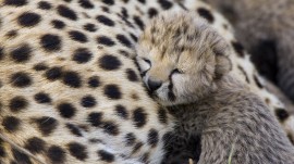 Papel de parede Filhote de Leopardo