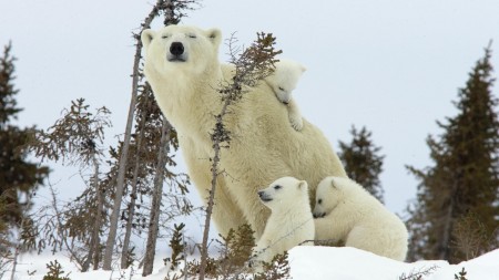 Papel de parede Mamãe Ursa Polar e Prole para download gratuito. Use no computador pc, mac, macbook, celular, smartphone, iPhone, onde quiser!