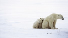 Papel de parede Família de Urso Polar