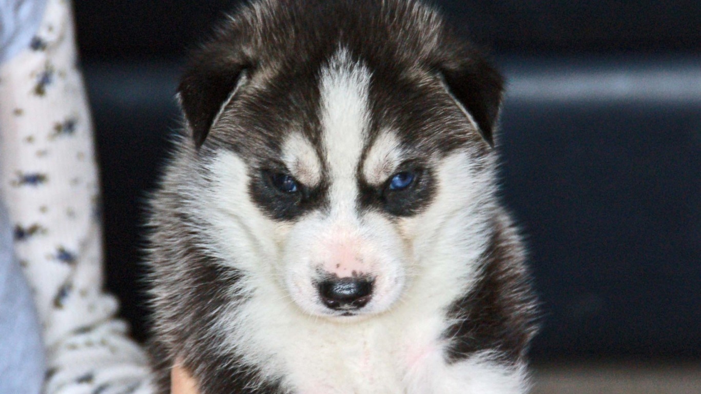 Top 15 Papéis De Parede Husky Siberiano Papel De Parede