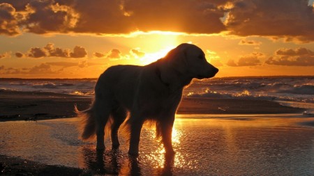 Papel de parede Cachorro ao Pôr-Do-Sol para download gratuito. Use no computador pc, mac, macbook, celular, smartphone, iPhone, onde quiser!