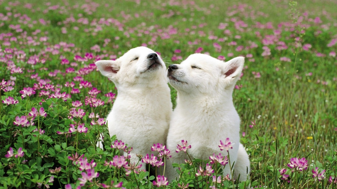 https://www.papeldeparede.etc.br/fotos/wp-content/uploads/1366_Two-Doggie-on-a-Field-of-Flowers.jpg