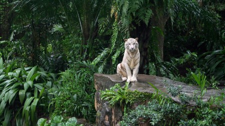 Papel de parede Tigre Branco na Selva para download gratuito. Use no computador pc, mac, macbook, celular, smartphone, iPhone, onde quiser!