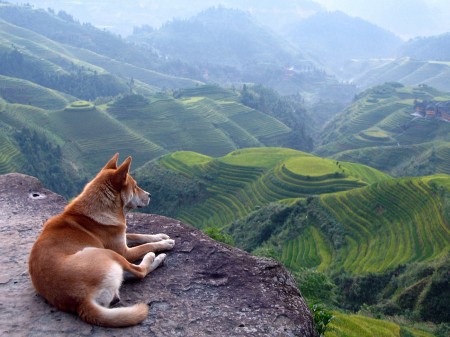 Papel de parede Cachorro na Pedra no Alto para download gratuito. Use no computador pc, mac, macbook, celular, smartphone, iPhone, onde quiser!