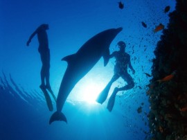 Papel de parede Mergulhadores com Golfinho