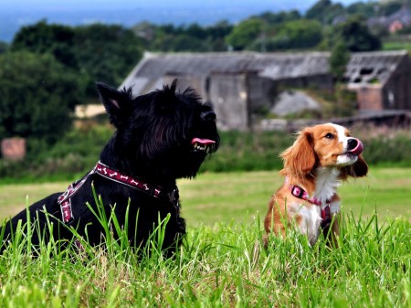 Papel de parede Cachorros no Campo para download gratuito. Use no computador pc, mac, macbook, celular, smartphone, iPhone, onde quiser!