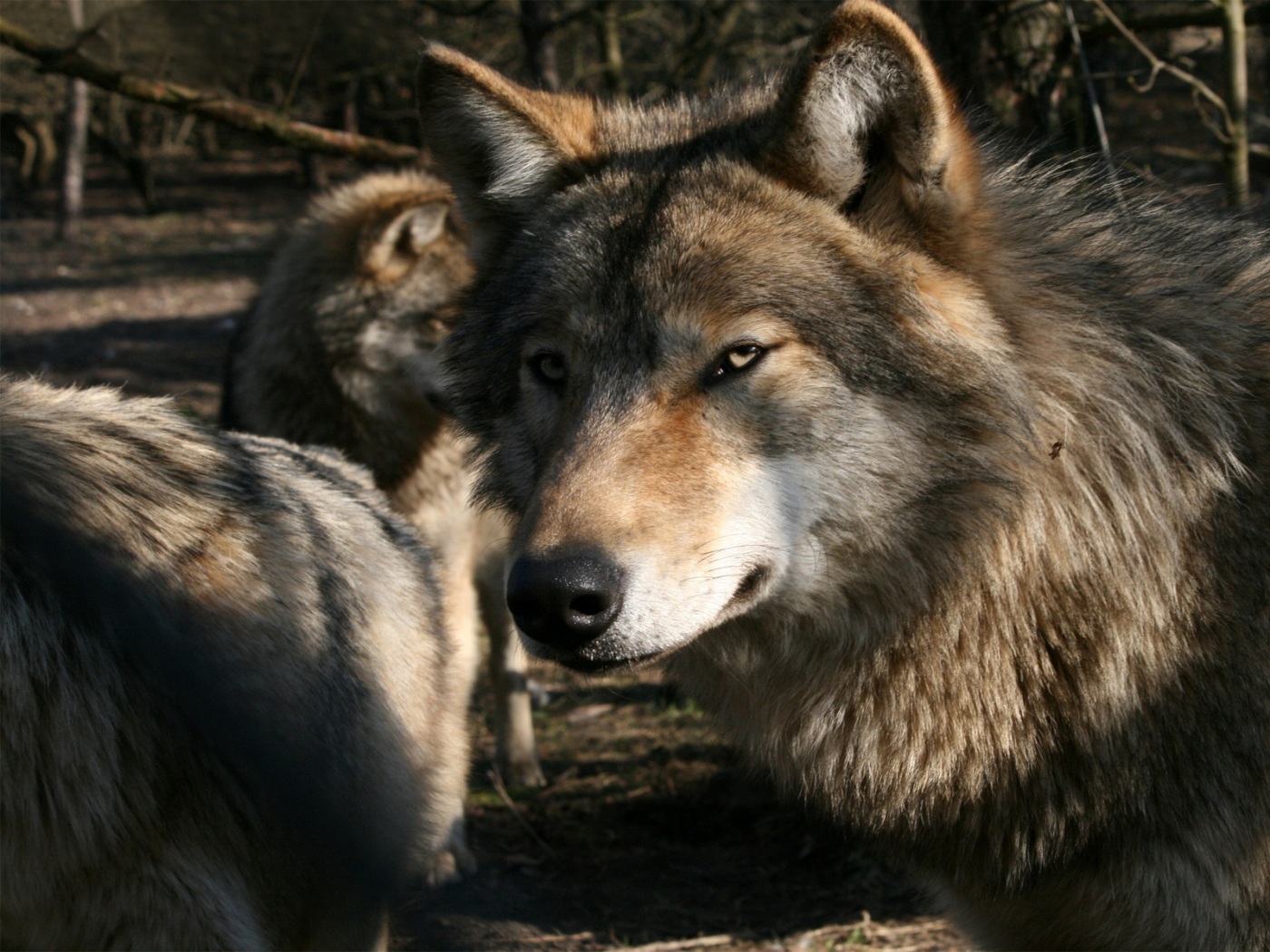 Top 15 papéis de parede lobos juntos - Papel de Parede