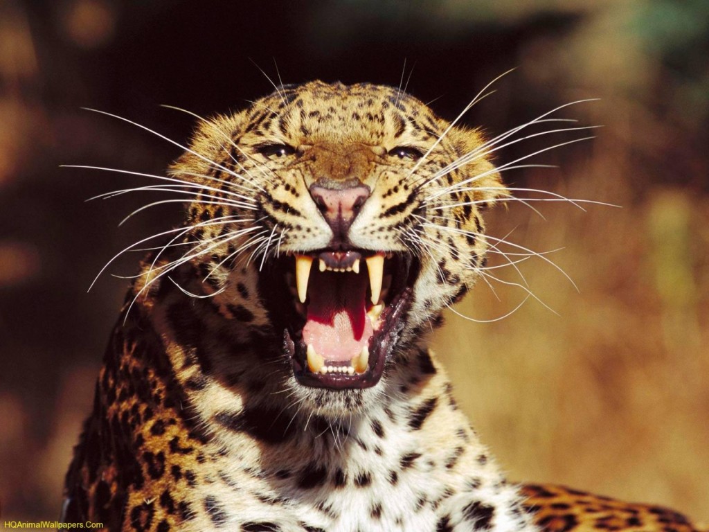 Papel de parede Leopardo Mostrando os Dentes para download gratuito. Use no computador pc, mac, macbook, celular, smartphone, iPhone, onde quiser!