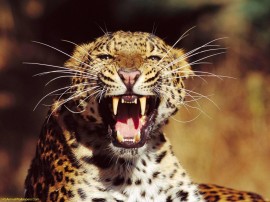 Papel de parede Leopardo Mostrando os Dentes