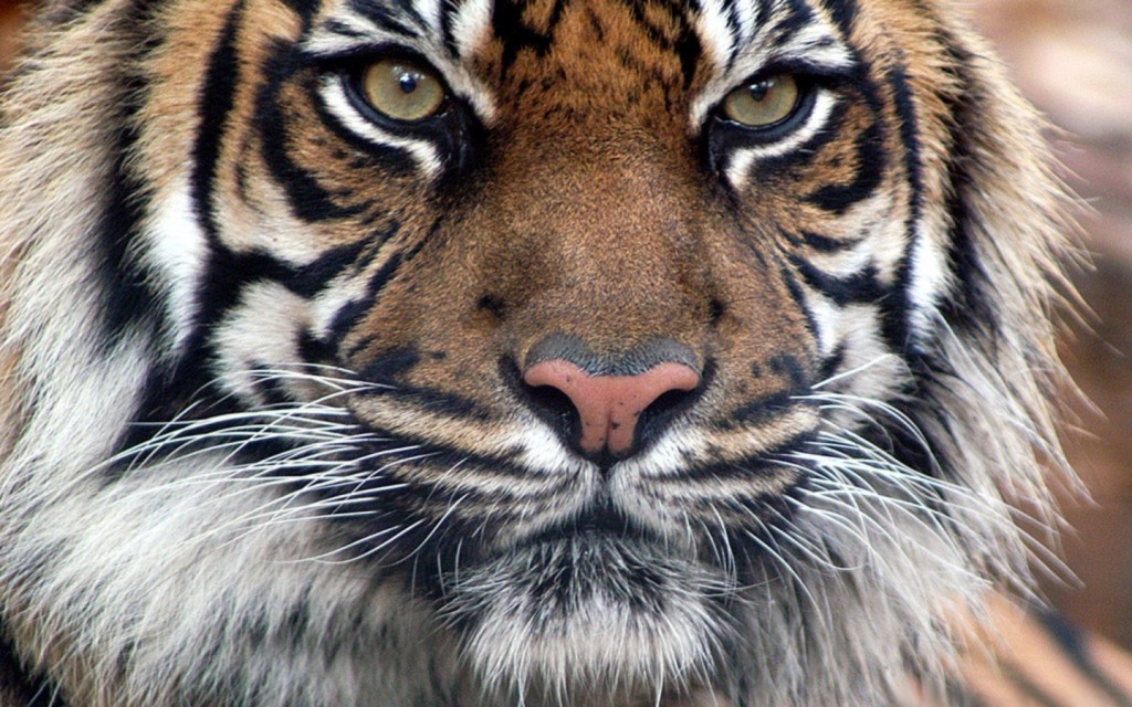 Papel de parede Tigre de Bengala para download gratuito. Use no computador pc, mac, macbook, celular, smartphone, iPhone, onde quiser!