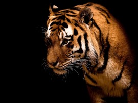 Papel De Parede Tigre De Bengala Perfil Wallpaper Para Download No