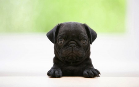 Papel de parede Filhote de Pug Preto para download gratuito. Use no computador pc, mac, macbook, celular, smartphone, iPhone, onde quiser!