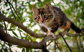 Papel de parede Gato na Árvore