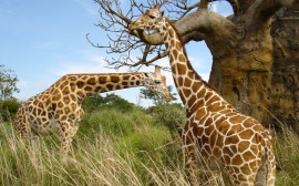 Papel de parede Girafas