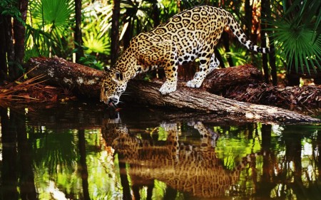 Papel de parede Jaguar Bebendo Água para download gratuito. Use no computador pc, mac, macbook, celular, smartphone, iPhone, onde quiser!