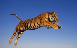 Papel de parede Tigre Saltando
