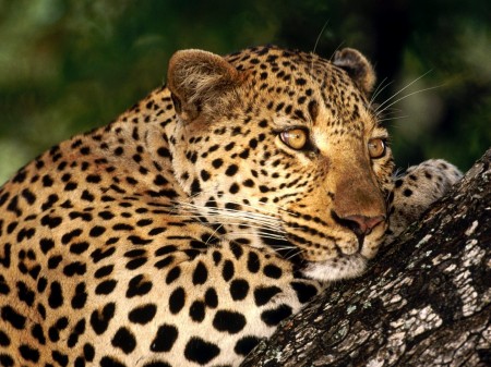 Papel de parede Leopardo Descansando para download gratuito. Use no computador pc, mac, macbook, celular, smartphone, iPhone, onde quiser!