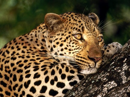 Papel de parede Leopardo Descansando para download gratuito. Use no computador pc, mac, macbook, celular, smartphone, iPhone, onde quiser!