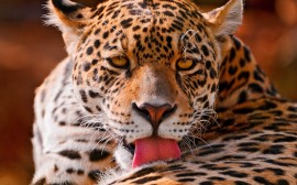Papel de parede Banho de Leopardo