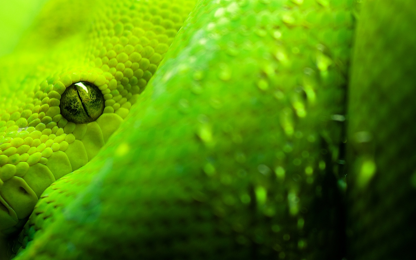 Papel de Parede Cobra Verde de Perfil Wallpaper para 