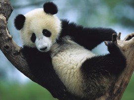 Papel de parede Panda Na Árvore