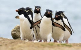 Papel de parede Pinguins