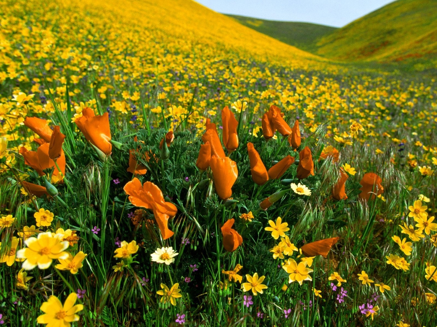 Papel de Parede Flores do Campo Coloridas Wallpaper para Download no  Celular ou Computador PC