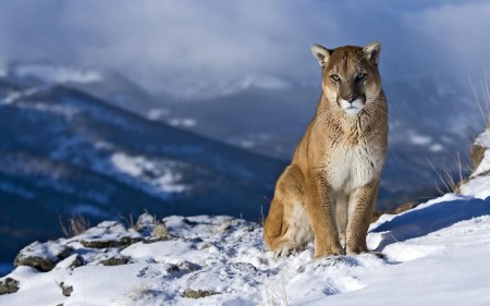 Papel de parede Puma na Neve para download gratuito. Use no computador pc, mac, macbook, celular, smartphone, iPhone, onde quiser!