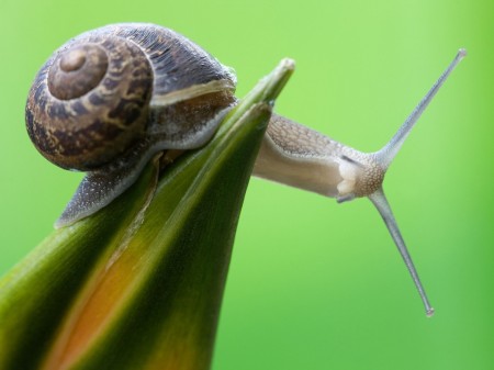 Papel de parede Caracol para download gratuito. Use no computador pc, mac, macbook, celular, smartphone, iPhone, onde quiser!
