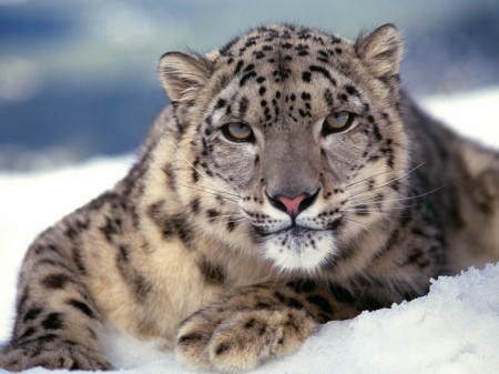 Papel de parede Leopardo da Neve para download gratuito. Use no computador pc, mac, macbook, celular, smartphone, iPhone, onde quiser!