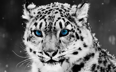 Papel de parede Leopardo de Olhos Azuis para download gratuito. Use no computador pc, mac, macbook, celular, smartphone, iPhone, onde quiser!