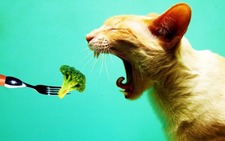 Papel de parede Gato Vegetariano para download gratuito. Use no computador pc, mac, macbook, celular, smartphone, iPhone, onde quiser!