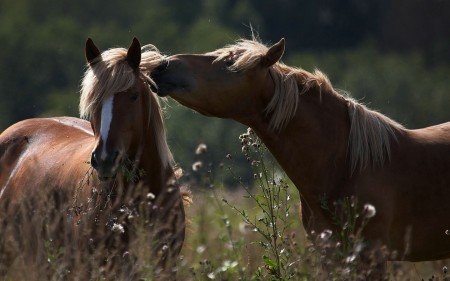 Papel de parede Cavalos Selvagens para download gratuito. Use no computador pc, mac, macbook, celular, smartphone, iPhone, onde quiser!