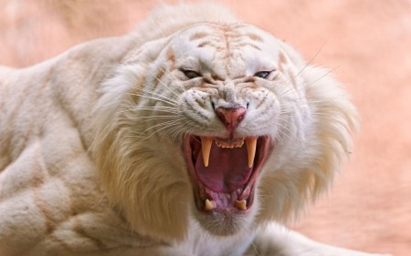 Papel de parede Tigre Branco Rugindo para download gratuito. Use no computador pc, mac, macbook, celular, smartphone, iPhone, onde quiser!