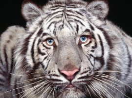 Papel de parede Tigre Branco de Olhor Azuis
