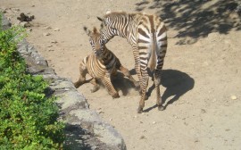 Papel de parede Zebras